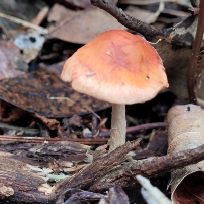 Unidentified Cap on a stem; gills below cap [mushrooms or mushroom-like] at Nambucca Heads, NSW - 2 Jul 2023 by trevorpreston