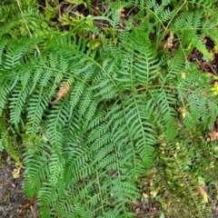 Pteridium esculentum (Bracken) at Nambucca Heads, NSW - 2 Jul 2023 by trevorpreston