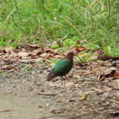 Chalcophaps longirostris (Pacific Emerald Dove) at Julatten, QLD - 29 Jun 2023 by BenW