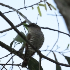 Chrysococcyx minutillus (Little Bronze-Cuckoo) at Port Douglas, QLD - 29 Jun 2023 by BenW