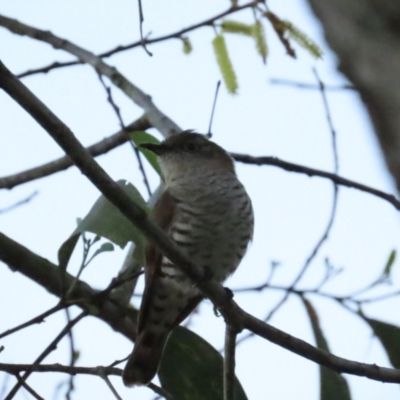Chrysococcyx minutillus (Little Bronze-Cuckoo) at Port Douglas, QLD - 29 Jun 2023 by BenW