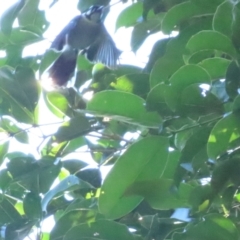 Carterornis leucotis (White-eared Monarch) at Syndicate, QLD - 28 Jun 2023 by BenW