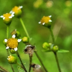 Galinsoga parviflora (Potato Weed) at Nambucca Heads, NSW - 4 Jul 2023 by trevorpreston