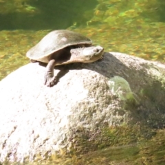 Elseya latisternum (Saw-shelled Turtle) at Syndicate, QLD - 28 Jun 2023 by BenW