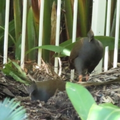 Megapodius reinwardt (Orange-footed Scrubfowl) at Port Douglas, QLD - 28 Jun 2023 by BenW