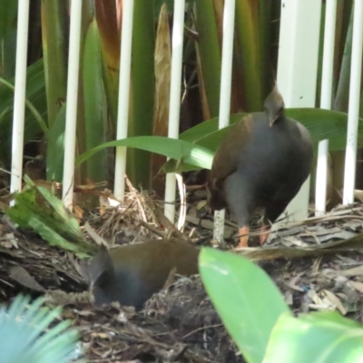 Megapodius reinwardt (Orange-footed Scrubfowl) at Port Douglas, QLD - 28 Jun 2023 by BenW