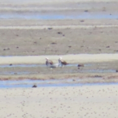 Pandion haliaetus (Osprey) at Killaloe, QLD - 28 Jun 2023 by BenW