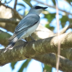 Coracina papuensis (White-bellied Cuckooshrike) at Port Douglas, QLD - 28 Jun 2023 by BenW