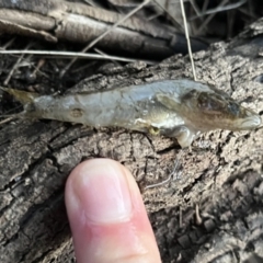 Unverified Fish at Burrinjuck, NSW - 2 Jul 2023 by sduus