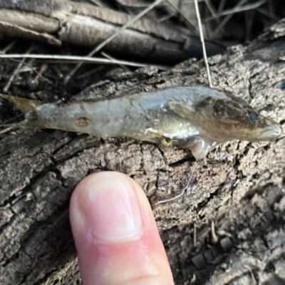 Unverified Fish at Burrinjuck, NSW - 2 Jul 2023 by sduus