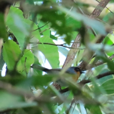 Symposiachrus trivirgatus (Australian Spectacled Monarch) at Port Douglas, QLD - 28 Jun 2023 by BenW