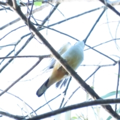 Lalage leucomela (Varied Triller) at Port Douglas, QLD - 27 Jun 2023 by BenW