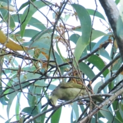 Meliphaga notata (Yellow-spotted Honeyeater) at Port Douglas, QLD - 28 Jun 2023 by BenW