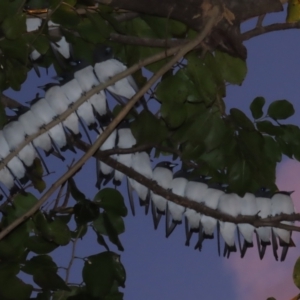 Artamus leucorynchus at Port Douglas, QLD - 27 Jun 2023 06:17 PM