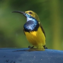 Cinnyris frenatus (Sahul Sunbird) at Port Douglas, QLD - 26 Jun 2023 by BenW