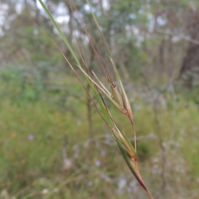 Themeda triandra (Kangaroo Grass) at Bowning, NSW - 11 Dec 2022 by MichaelBedingfield