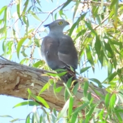 Aviceda subcristata (Pacific Baza) at Port Douglas, QLD - 26 Jun 2023 by BenW