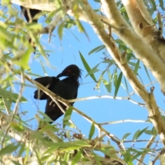 Aplonis metallica (Metallic Starling) at Port Douglas, QLD - 26 Jun 2023 by BenW