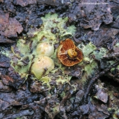 Unidentified Fungus at Blackwood, VIC - 1 Jun 2014 by Zeke1944
