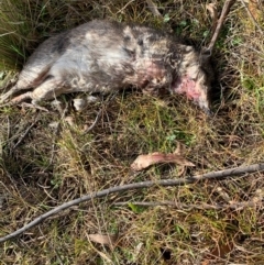 Perameles nasuta (Long-nosed Bandicoot) at Uriarra Village, ACT - 3 Jul 2023 by tjwells