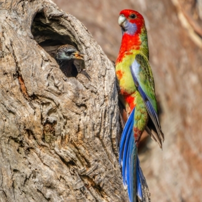 Platycercus elegans (Crimson Rosella) at Hackett, ACT - 3 Jul 2023 by Stephenhunter