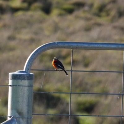 Petroica phoenicea (Flame Robin) at Wirlinga, NSW - 2 Jul 2023 by AlburyCityEnviros