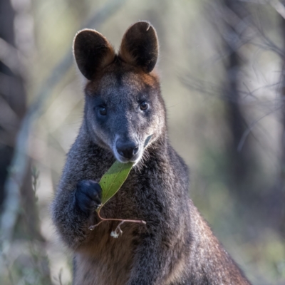 Wallabia bicolor (Swamp Wallaby) at Coree, ACT - 26 Apr 2023 by C_mperman