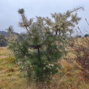 Hakea decurrens subsp. decurrens at Yass River, NSW - 4 Jul 2023