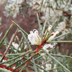 Hakea decurrens subsp. decurrens at Yass River, NSW - 4 Jul 2023