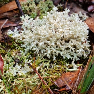 Cladia corallaizon at Yass River, NSW - 4 Jul 2023 by SenexRugosus