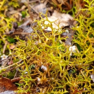 Cladia aggregata at Yass River, NSW - 4 Jul 2023