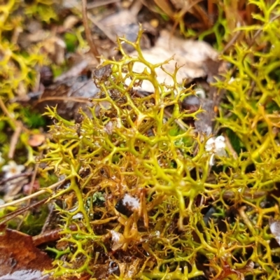 Cladia aggregata (A lichen) at Yass River, NSW - 4 Jul 2023 by SenexRugosus