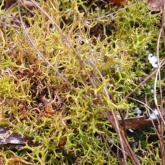 Cladia aggregata at Yass River, NSW - 4 Jul 2023