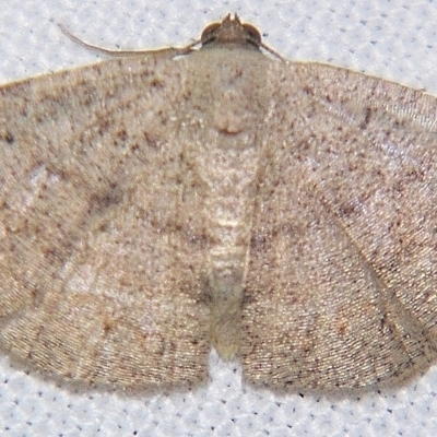 Casbia rectaria (Casbia rectaria) at Sheldon, QLD - 1 Apr 2011 by PJH123