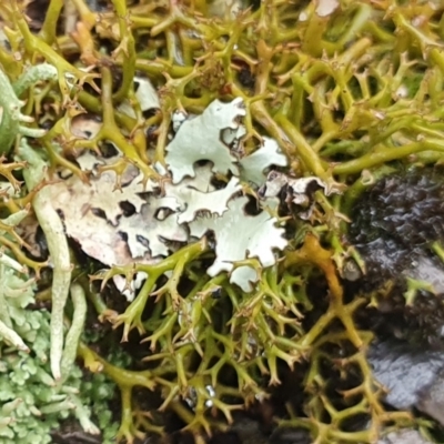 Unidentified Lichen at Yass River, NSW - 4 Jul 2023 by SenexRugosus