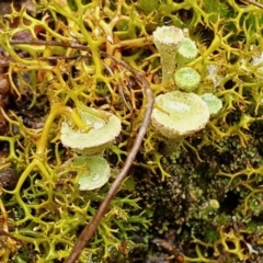Cladonia sp. (genus) (Cup Lichen) at Yass River, NSW - 4 Jul 2023 by SenexRugosus