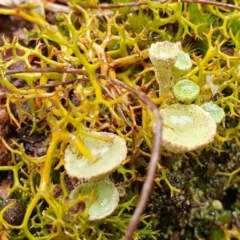 Cladonia sp. (genus) at Yass River, NSW - 4 Jul 2023 11:09 AM