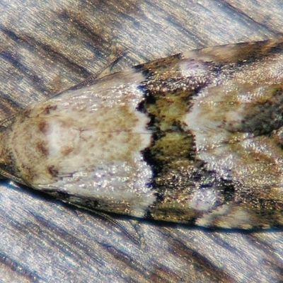 Maliattha amorpha (Brown Bar Moth) at Sheldon, QLD - 1 Apr 2011 by PJH123