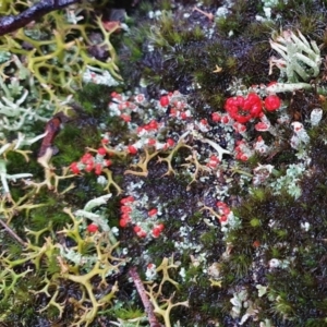 Cladonia sp. (genus) at Yass River, NSW - 4 Jul 2023 05:08 PM