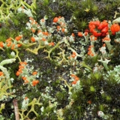 Cladonia sp. (genus) at Yass River, NSW - 4 Jul 2023 05:08 PM