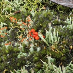 Cladonia sp. (genus) at Yass River, NSW - 4 Jul 2023 05:08 PM