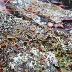 Unidentified Lichen at Yass River, NSW - 4 Jul 2023 by SenexRugosus