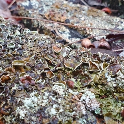 Unidentified Lichen at Yass River, NSW - 4 Jul 2023 by SenexRugosus