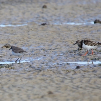 Arenaria interpres (Ruddy Turnstone) at Wellington Point, QLD - 29 Jun 2023 by TimL