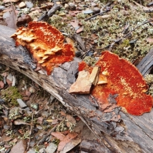 Trametes coccinea at Yass River, NSW - 4 Jul 2023