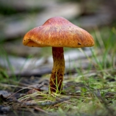 zz agaric (stem; gill colour unknown) at Stromlo, ACT - 27 Jun 2023 by Kenp12