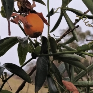 Passiflora caerulea at Fadden, ACT - 4 Jul 2023