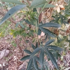 Passiflora caerulea at Fadden, ACT - 4 Jul 2023