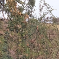 Passiflora caerulea at Fadden, ACT - 4 Jul 2023