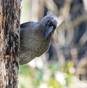 Strepera versicolor at Bluetts Block (402, 403, 12, 11) - 17 Jun 2023 11:23 AM